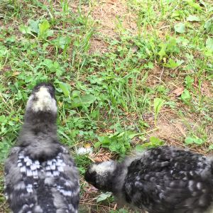 two weeks old BRx2