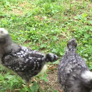 two weeks old BRx2