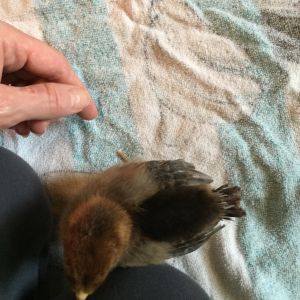 days old EE/brown