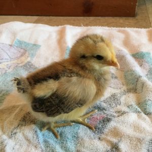 days old EE/yellow