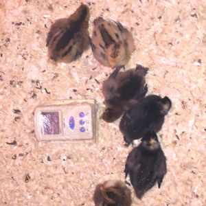days old group/SS,EEx2,BRx2,SS