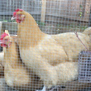 BO's Cindy&Sister(on roost) 2yrs
