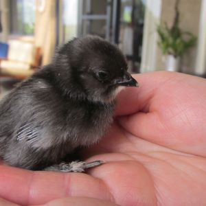 fluffy day old Belgian chick