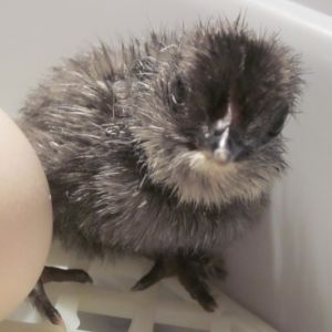 day old Belgian chick