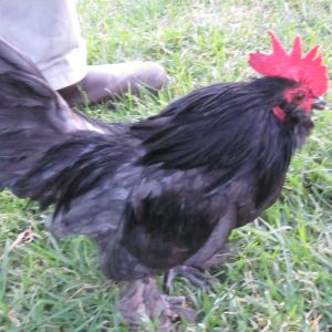 First Belgian rooster (Blue)