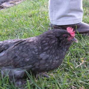 First Belgian hen (Berry)