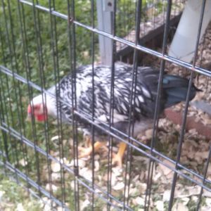 Silver Laced Wyandott 2 1/2 months old   Her name is Lacy.