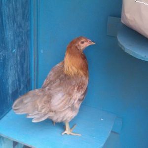 Araucana 2 1/2 months old.  these two  The Araucana and the Silver Laced Wyandott.  are soooo afraid of the other chickens. I cannot put them with them at all.  They get soo frightened. Especially this little one.
