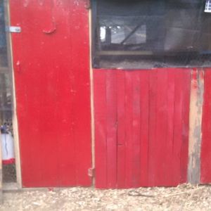 another photo of the coop being sided.   Im using  shipping crates and have to take apart and remove staples before I can cut them to add onto the coop.  Taking a long time.   will all be painted red when finished.   Gonna make shutters for top half.  So birds can look out from roosts.   Will add plexiglass for winter.