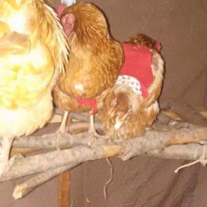 Last Spring or winter.  Girls and Roo on their Roost.  Ethel and Lucy and Big Daddy.