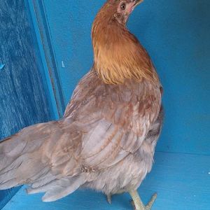Sweet little Araucana   She is so mild and meek.  I call her Sissy.