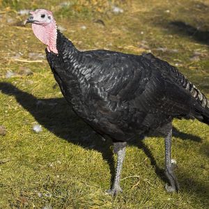 Black Slate tom
