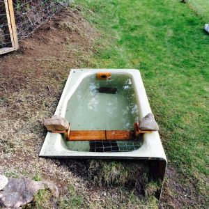 Old cast iron bathtub for my geese that I got free off of CL.