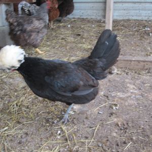 Martha, my White Crested Black Polish hen