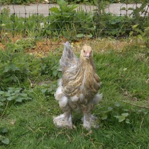 My Blue Partridge Brahma.