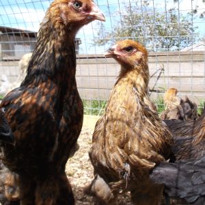Gold Partridge Brahmas, 3 months old.