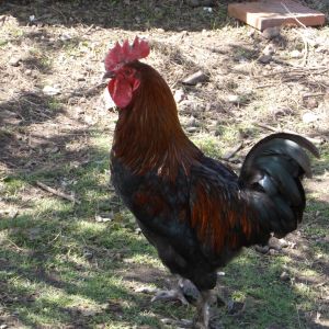 Thor, my Black Copper Maran cockerel.