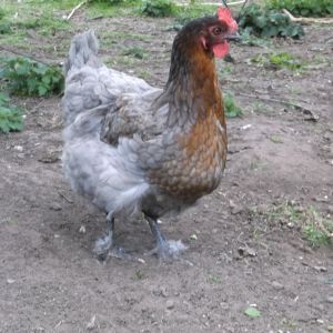 Bluebonnet, my Blue Copper Maran pullet.