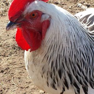 Hulk, my Light Sussex cockerel. So named because he is huge!