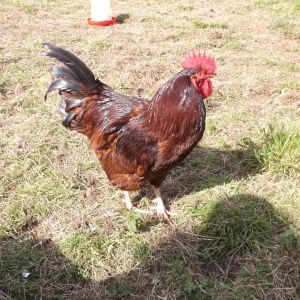 Iron Man, our Rhode Island Red cockerel.