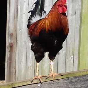 Captain America, my Welsummer cock.