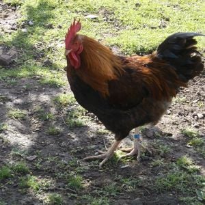 Loki, second Welsummer cockerel. Named because he is a sly little thing!