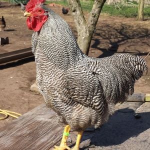 Hawkeye, one of our Barred Rock cockerels.