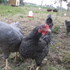 A Barred Rock pullet loving the camera lol.