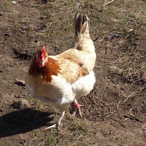 One of our French Wheaten Maran hens.