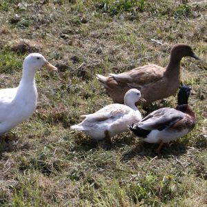 Our duckies, one aylesbury, two miniature Silver Appleyards, and two Khaki Campbells.