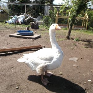 Barney, our very old, very cranky goose lol.