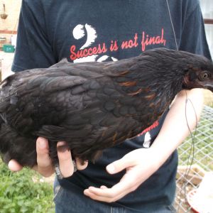 This is Daredevil, so named because she has NEVER been afraid of anything and was jumping out of her large brooder box at two weeks!