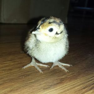 Ringneck pheasant chick
