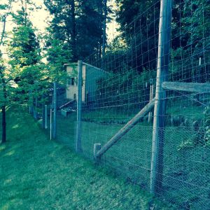 Chicken run