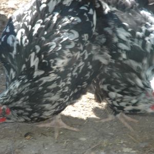Mottled Orpington