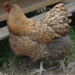 BBS Gold Laced Orpington
