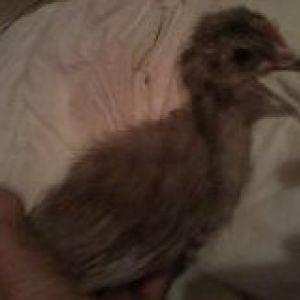 Silkied Feather Ameraucana  - Mauve