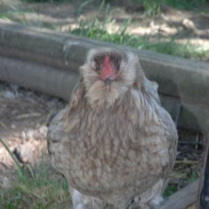 Silkied Feather Ameraucana - Mauve, split for silkied
