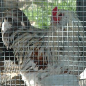 Silkied Feather Ameraucana -  split for silkied, split for Isabel lavender, split for wheaten