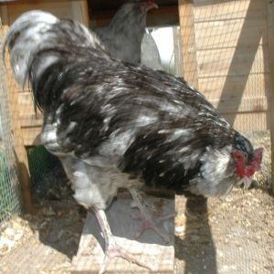 Mottled Ameraucana