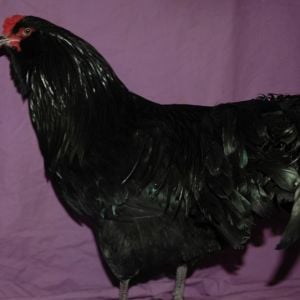 Gold Based Black Ameraucana