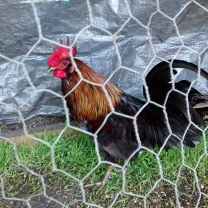 1 year old game rooster for sale very healthy,well fed,very protected.for sale///