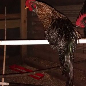 For sale 1 year old game rooster