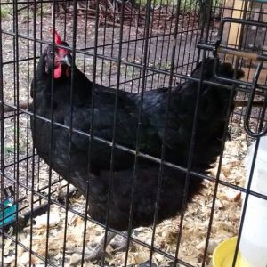 jersey giant chicken/for sale $15