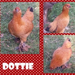 Dottie: D'Uccle x Brown Partridge Cochin Bantam hen