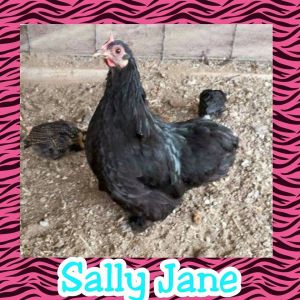 Sally Jane: Black Partridge Cochin hen