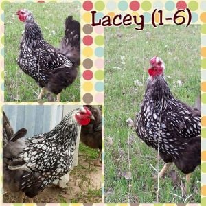 Lacey (1-5): Silver Laced Wyandote hens