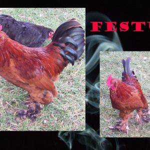 Festus: D'Uccle bantam x Brown Partridge Cochin bantam Roo (even tho handsome as all get out, he's a meanie-roo)