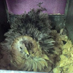 Quillet on her first nest yay!