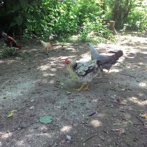 Frizzel hen